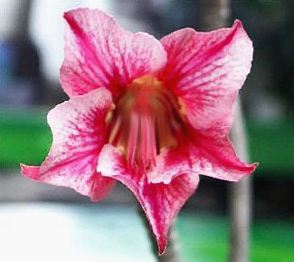 (image for) Adenium Obesum 'Sakura Sun' x 5 Seeds - Click Image to Close